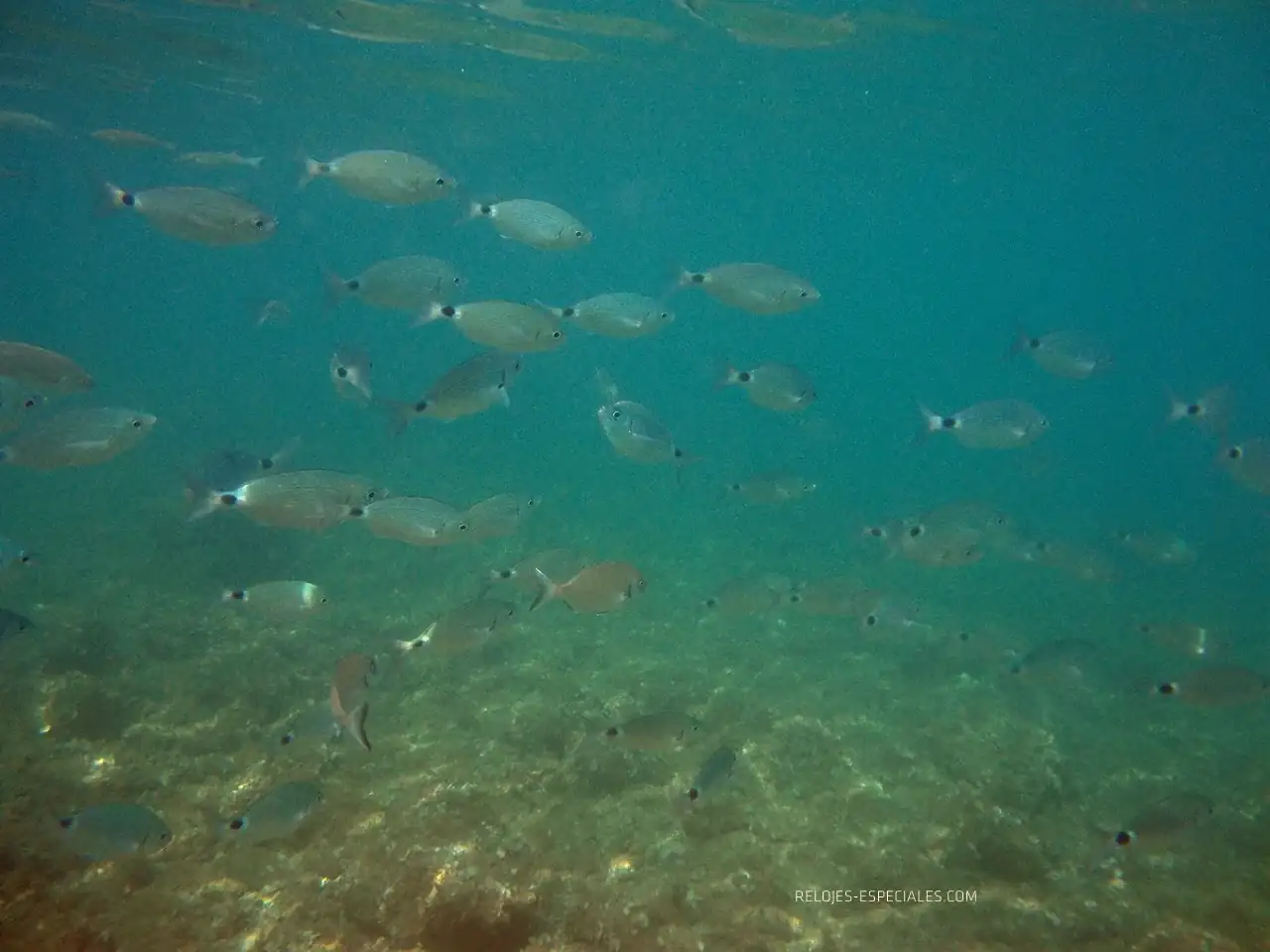 Reloj_diver7.webp