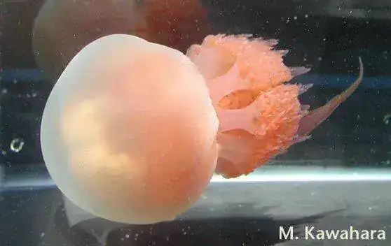 Rhopilema_esculentum_15cm.webp
