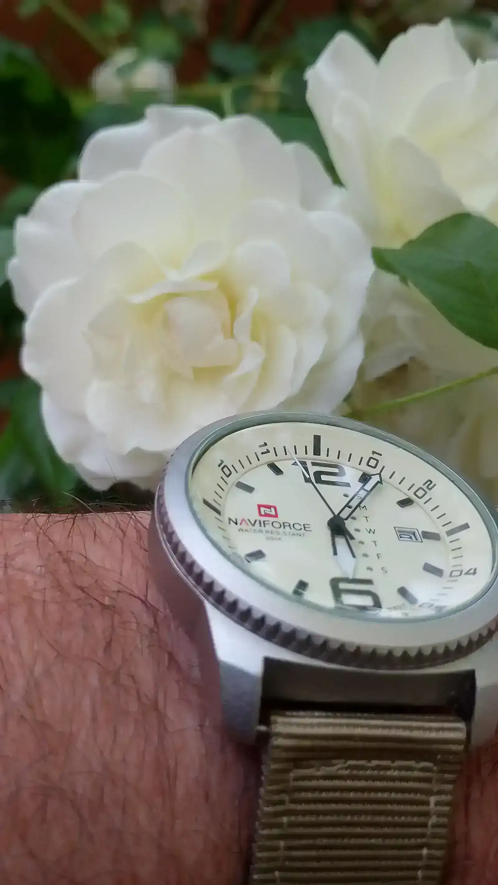 rosa 1.webp