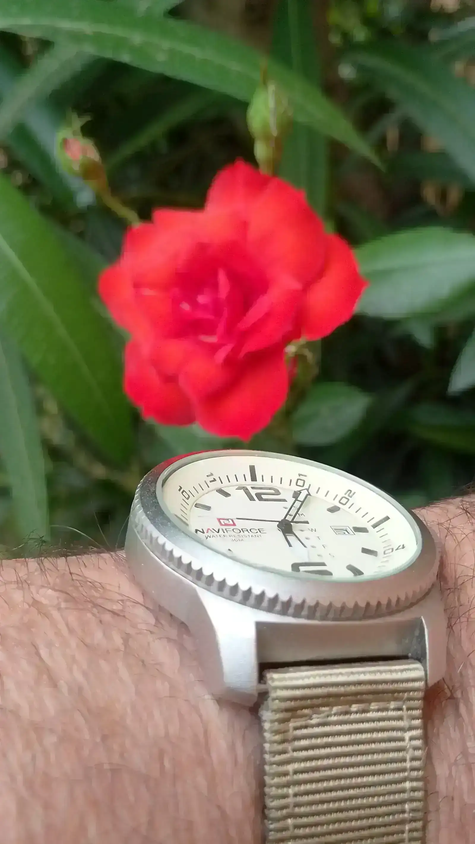 rosa 2.webp
