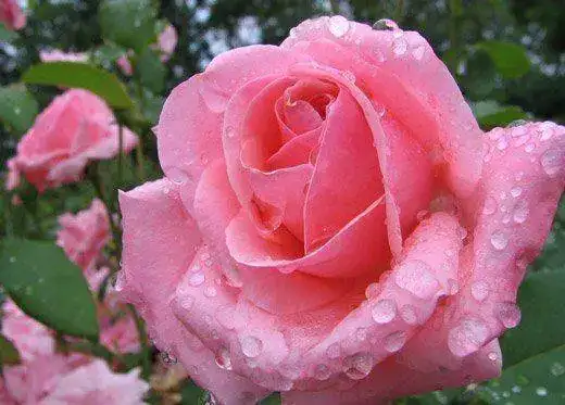 rosa-flor-tatuagem.webp
