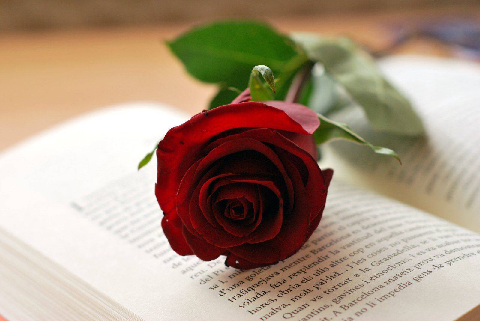 Rosa-i-llibre-Sant-Jordi-copia.jpg