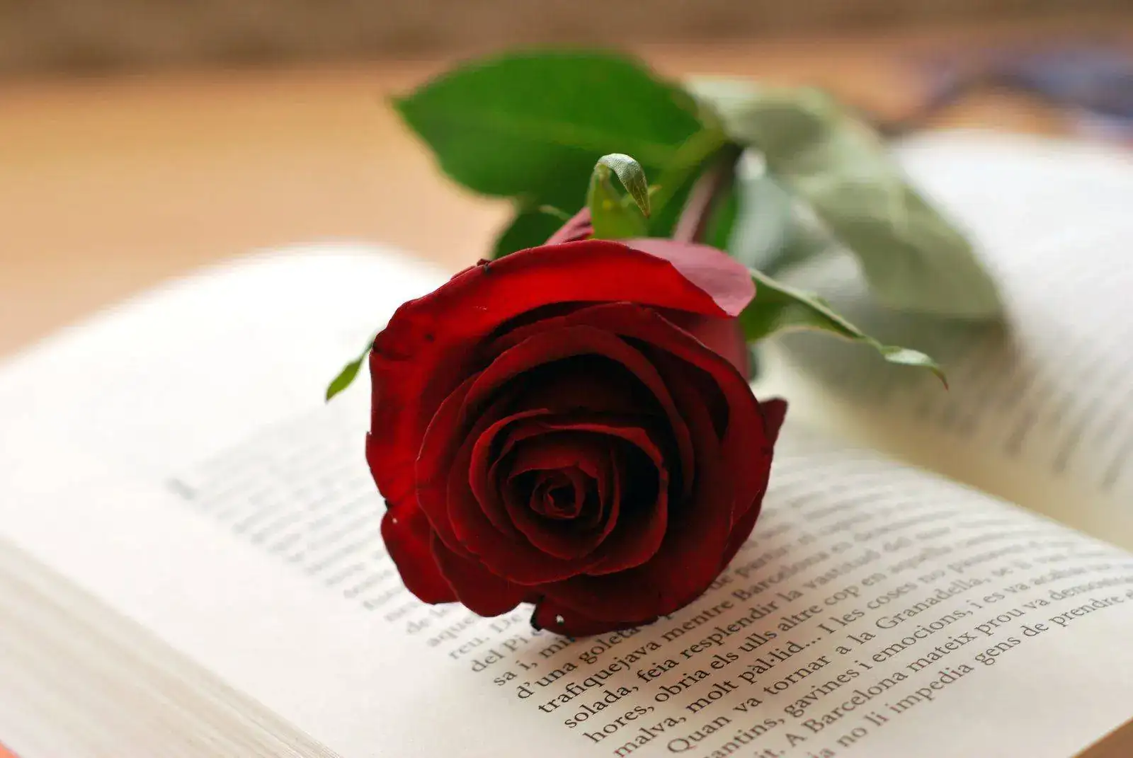Rosa-i-llibre-Sant-Jordi-copia.webp
