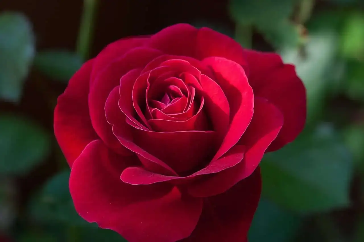 rosa-roja-1.webp
