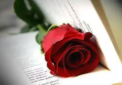 rosa-sant-jordi-8.webp