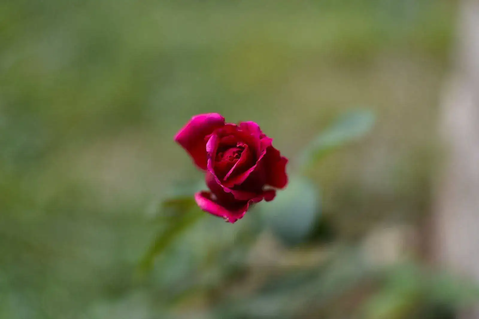 Rosa.webp