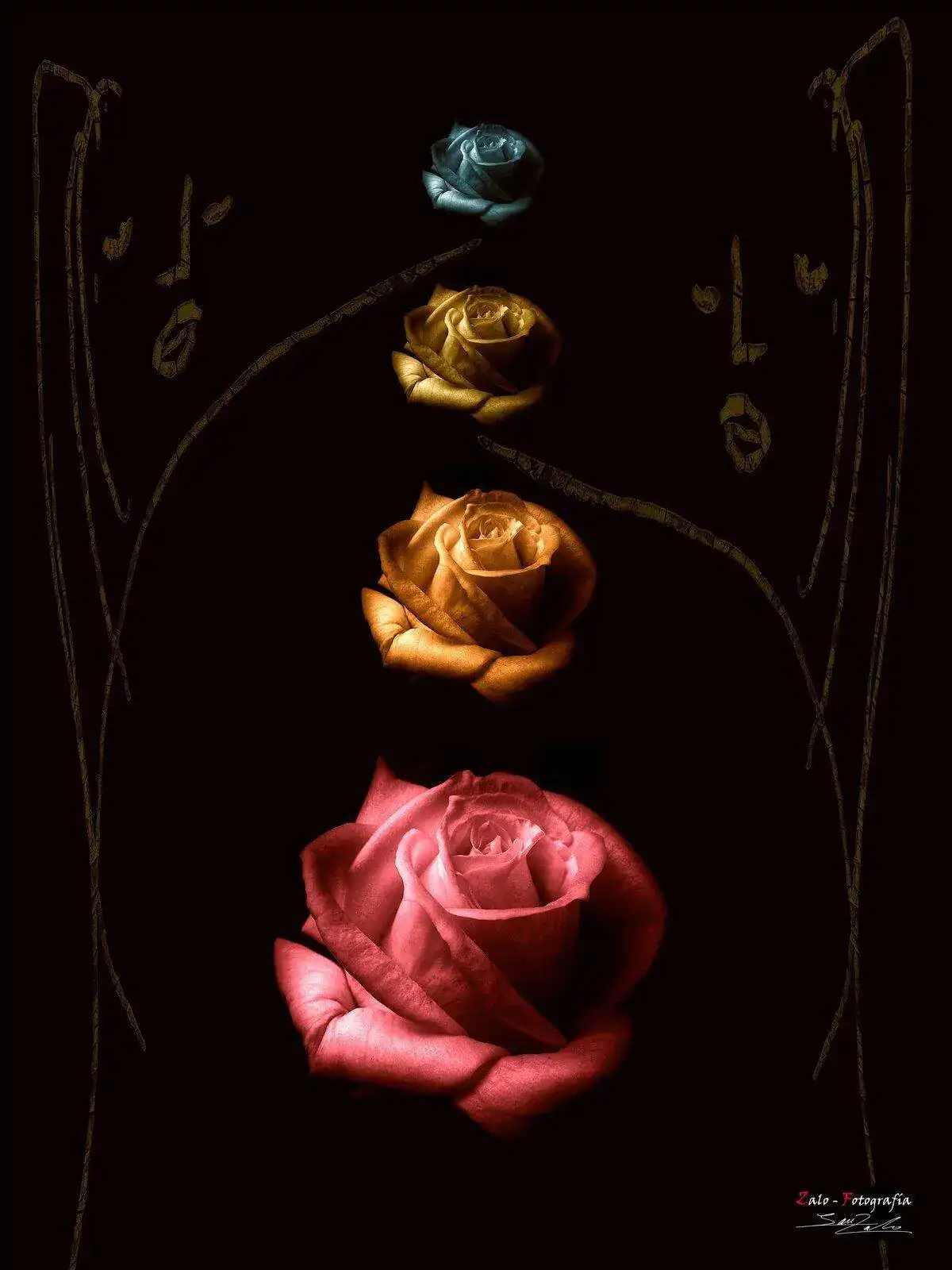 rosa.jpg