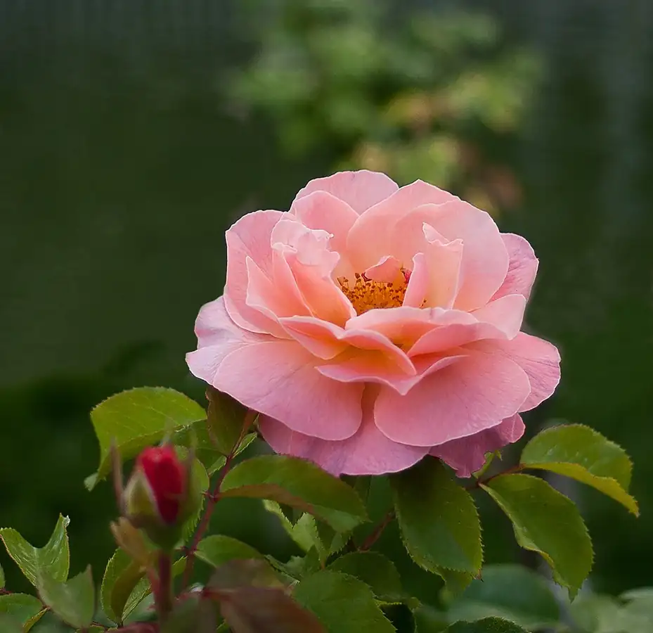 Rosa.webp