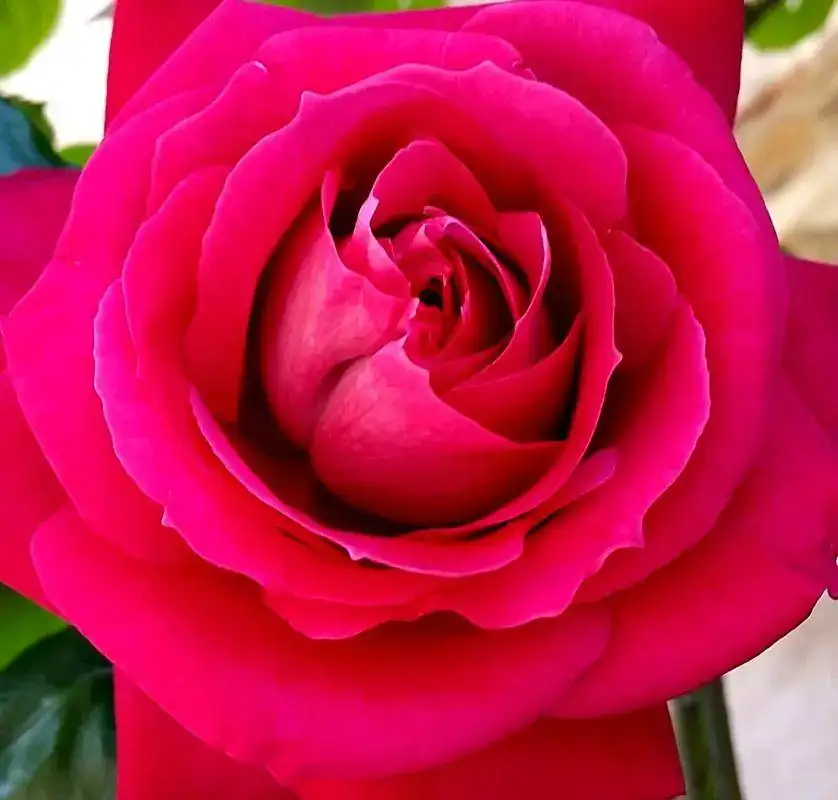Rosa.webp
