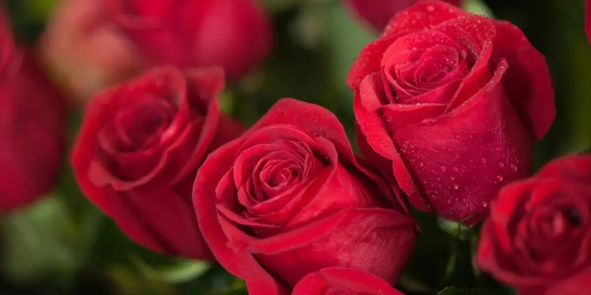rosas-cuidados.webp