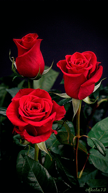 rosas.gif
