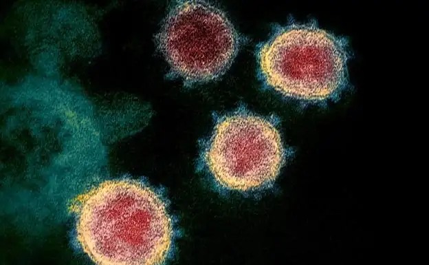 El virus SARS-CoV-2 bajo el microscopio./WIKIMEDIA COMMON