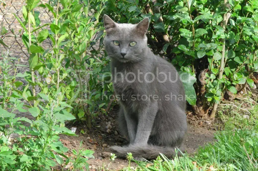 RUSITO-ANTONIOLNEGREDO109.webp