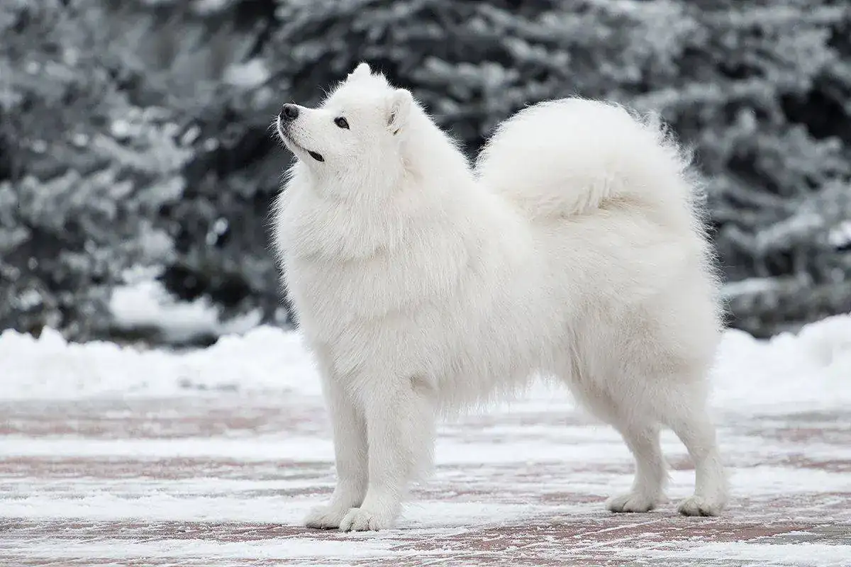 russian_samoyed.webp