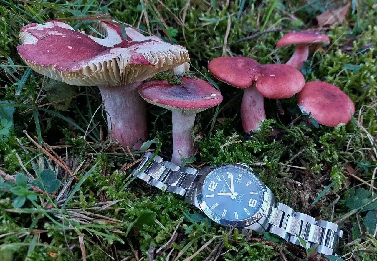 Russula sardonia20230926_111049.webp