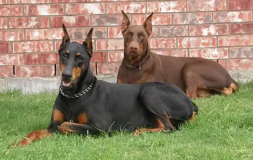 rust-doberman-with-black-doberman1.webp