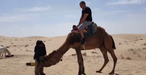 sahara-desert.gif