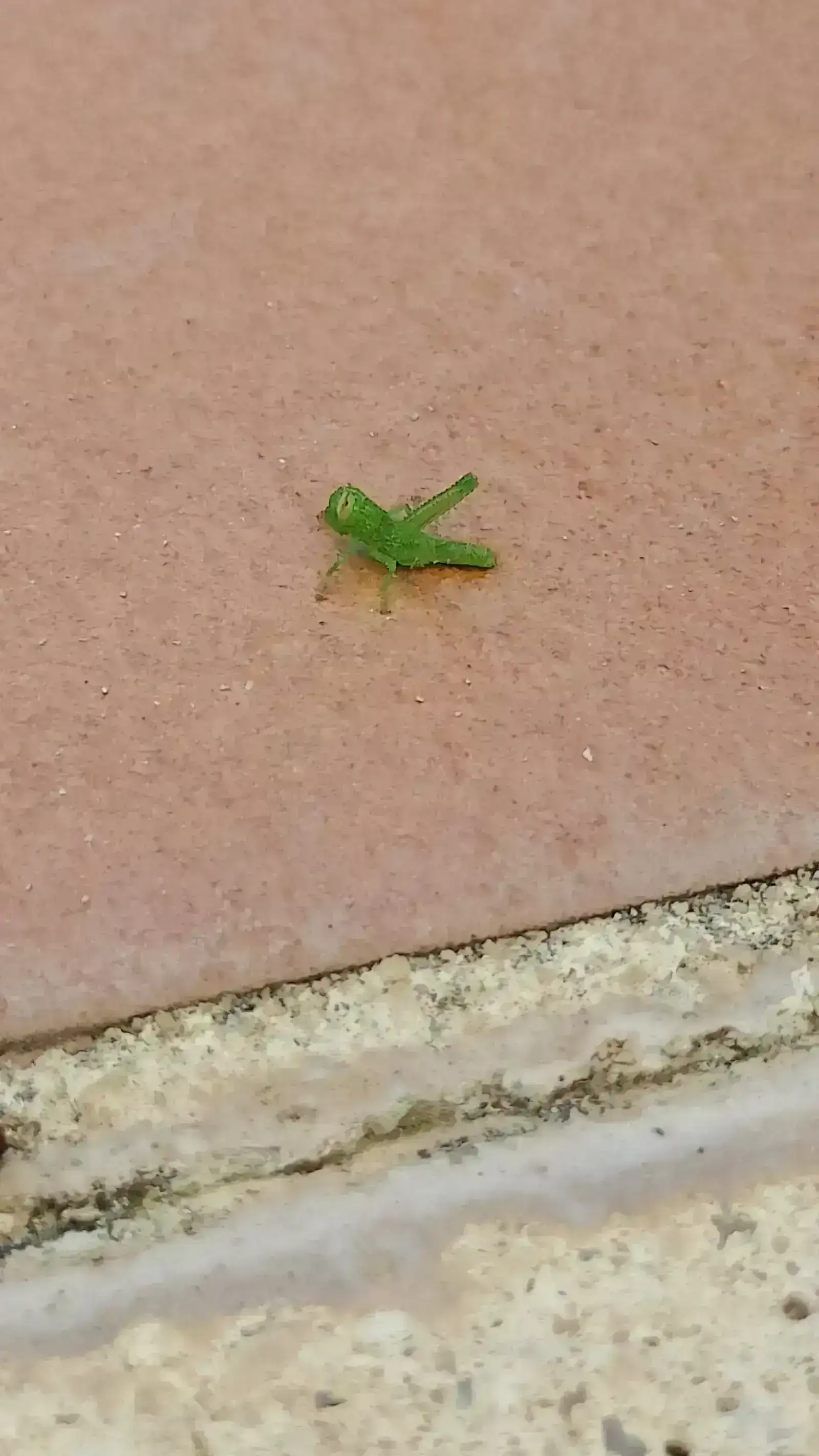 SALTAMONTES 2.webp