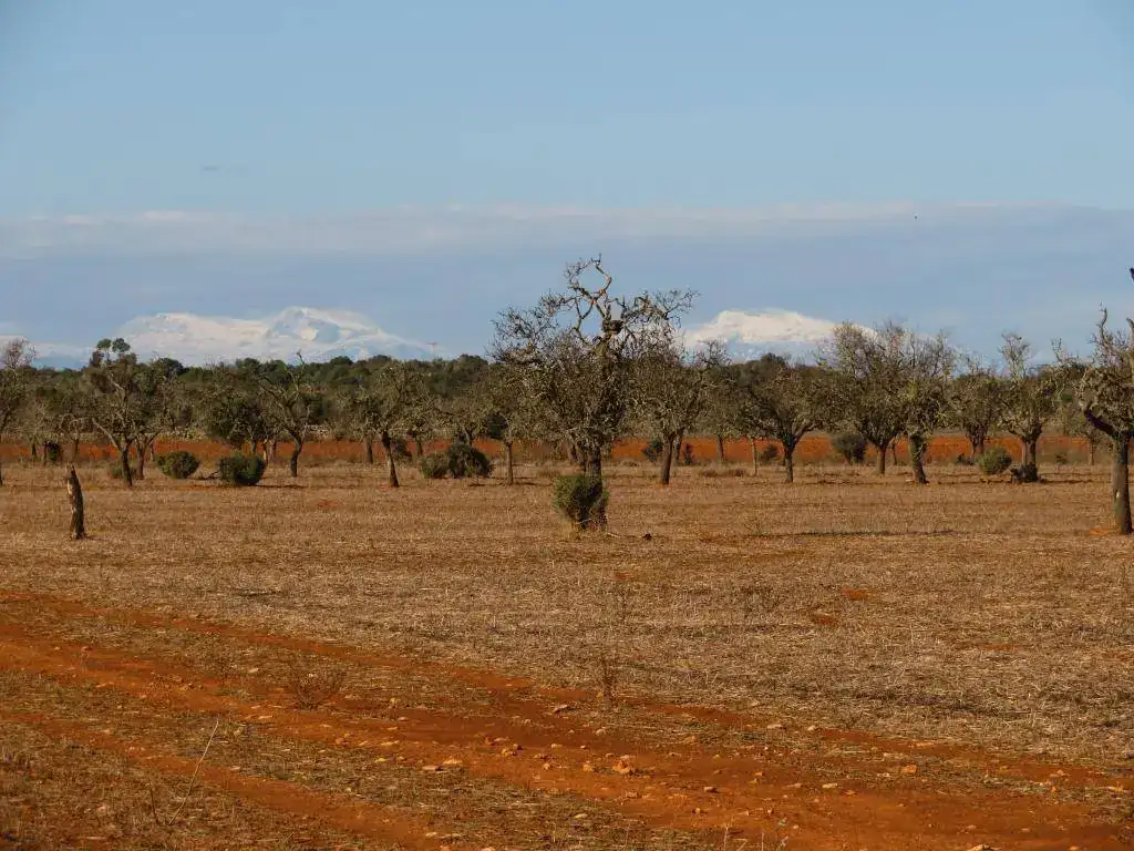 Santanyi _ Mallorca (5).webp