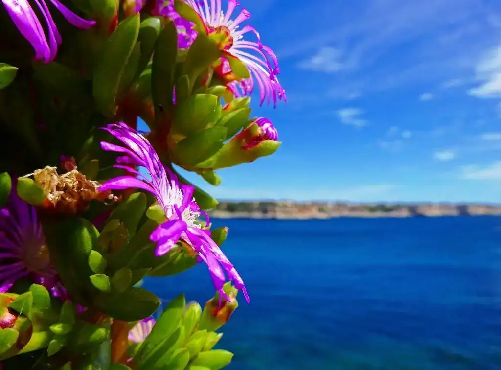 Santanyi _ Mallorca (6).webp
