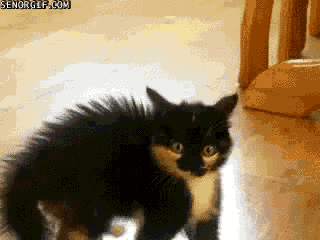scared-cat.gif