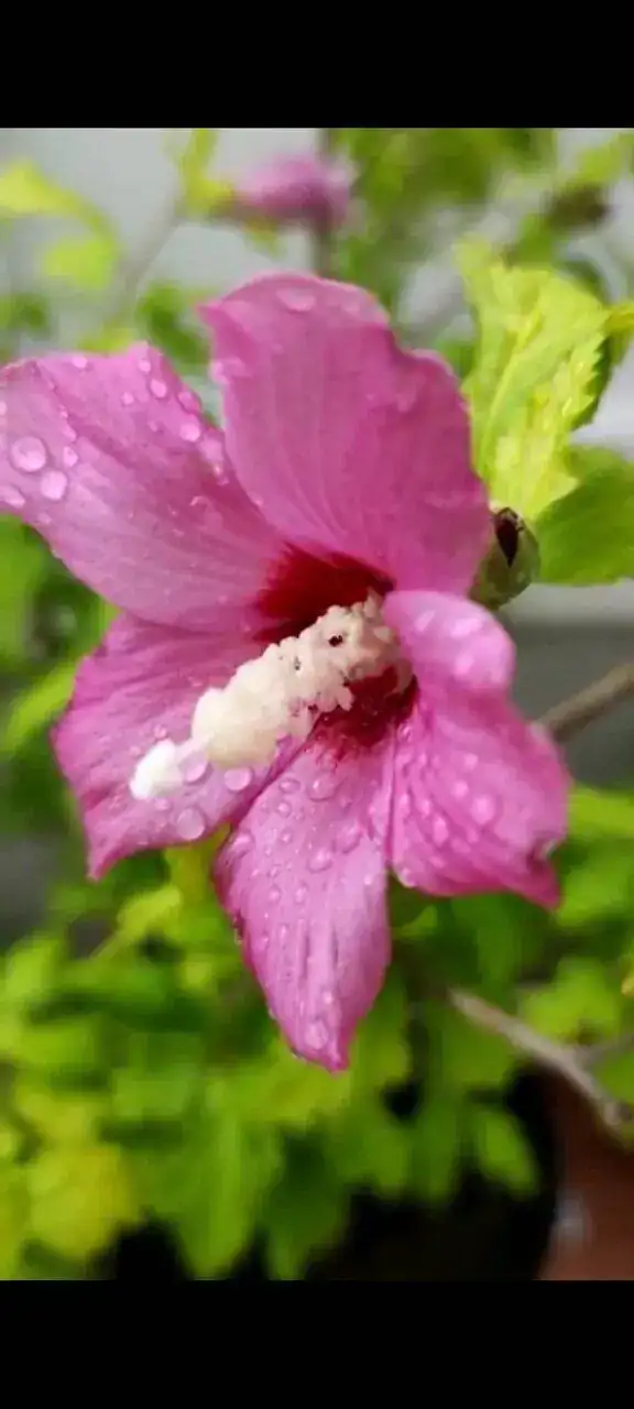 Screenshot_20230608-164804_WhatsApp.webp