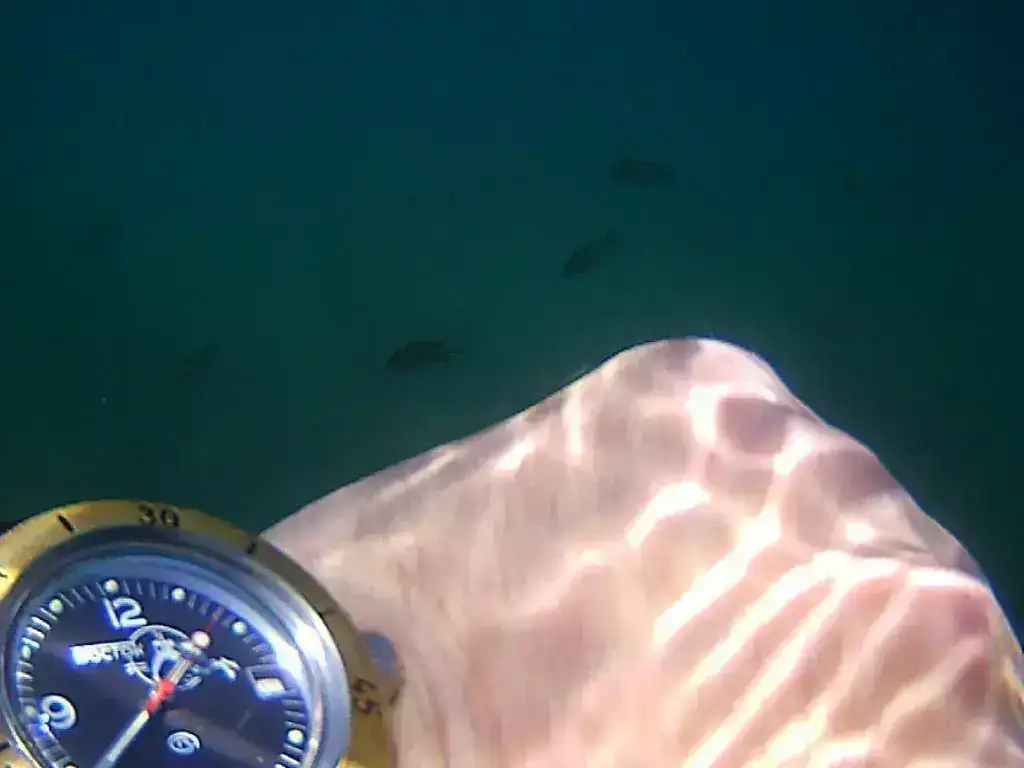scuba.webp