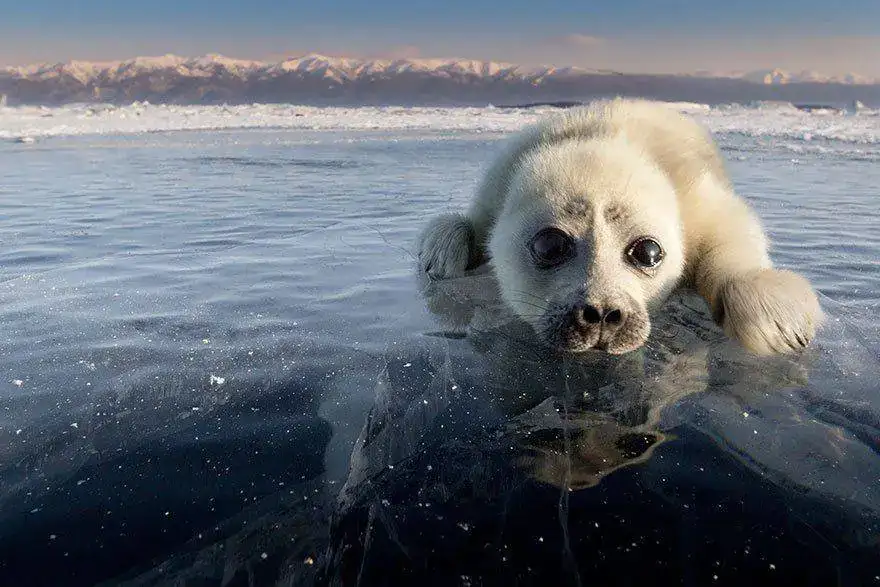 -seal-waves-photographer-alexy-trofimov-russia-07a.webp