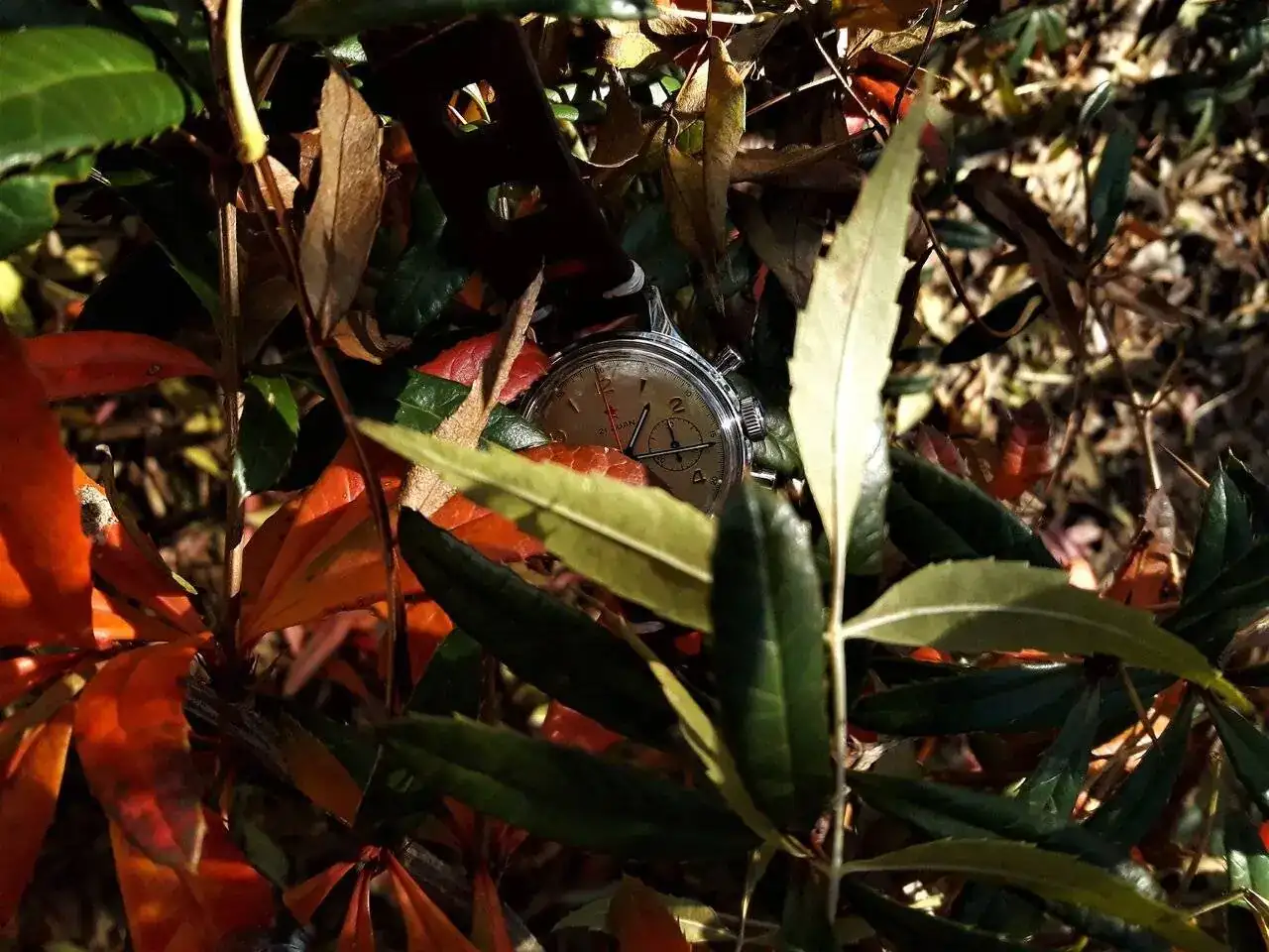 Seaotoño.webp