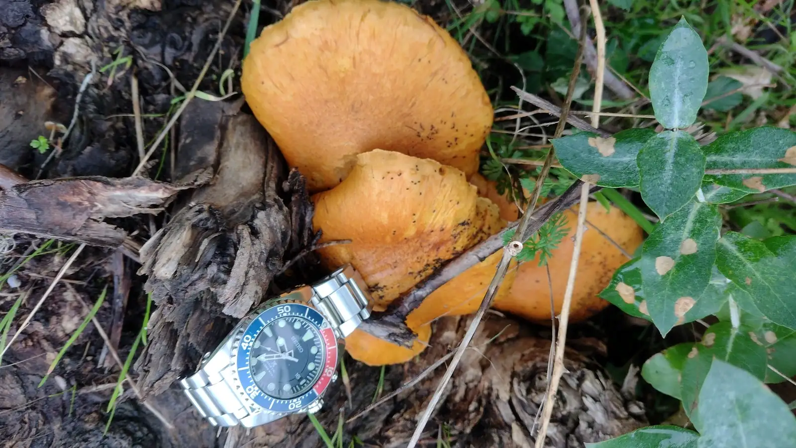 Seiko SKA369P1_16 (4).webp