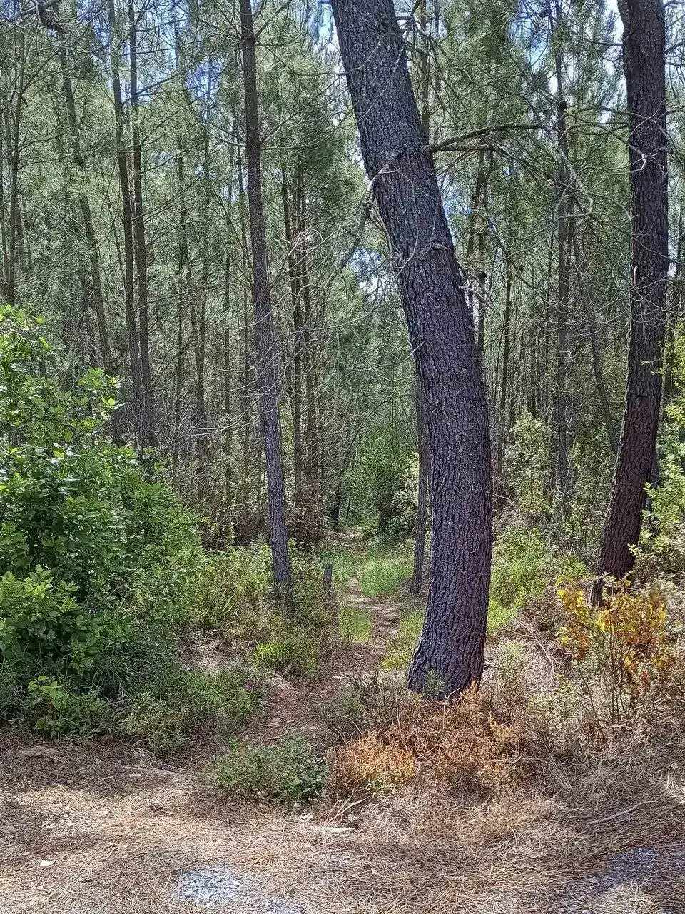 sendero.jpg