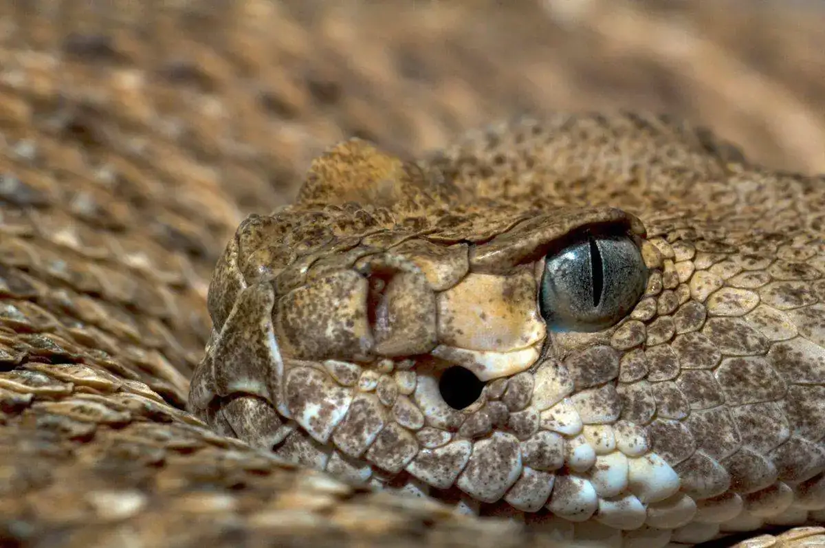 serpiente-de-cascabel-venenosa.webp