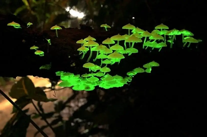 setas-con-bioluminiscencia-Foxfire-00.webp