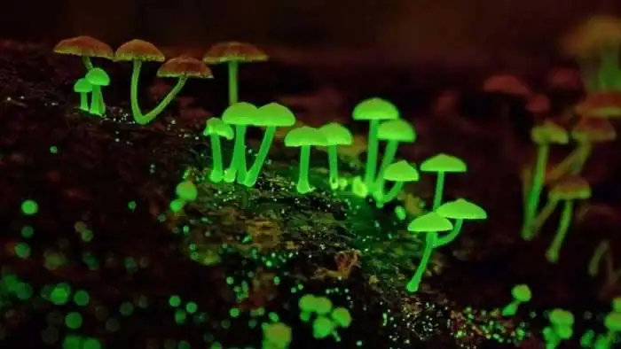 setas-con-bioluminiscencia-Foxfire-01.webp