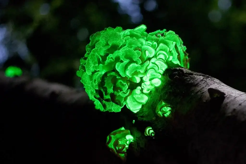setas-con-bioluminiscencia-Foxfire-02.webp