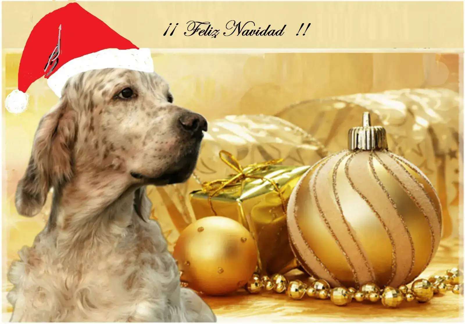 setter NAVIDAD - copia.PNG
