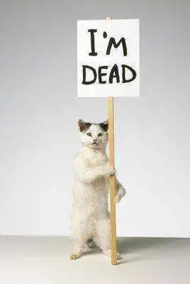 shrig-im-dead-cat_2.webp