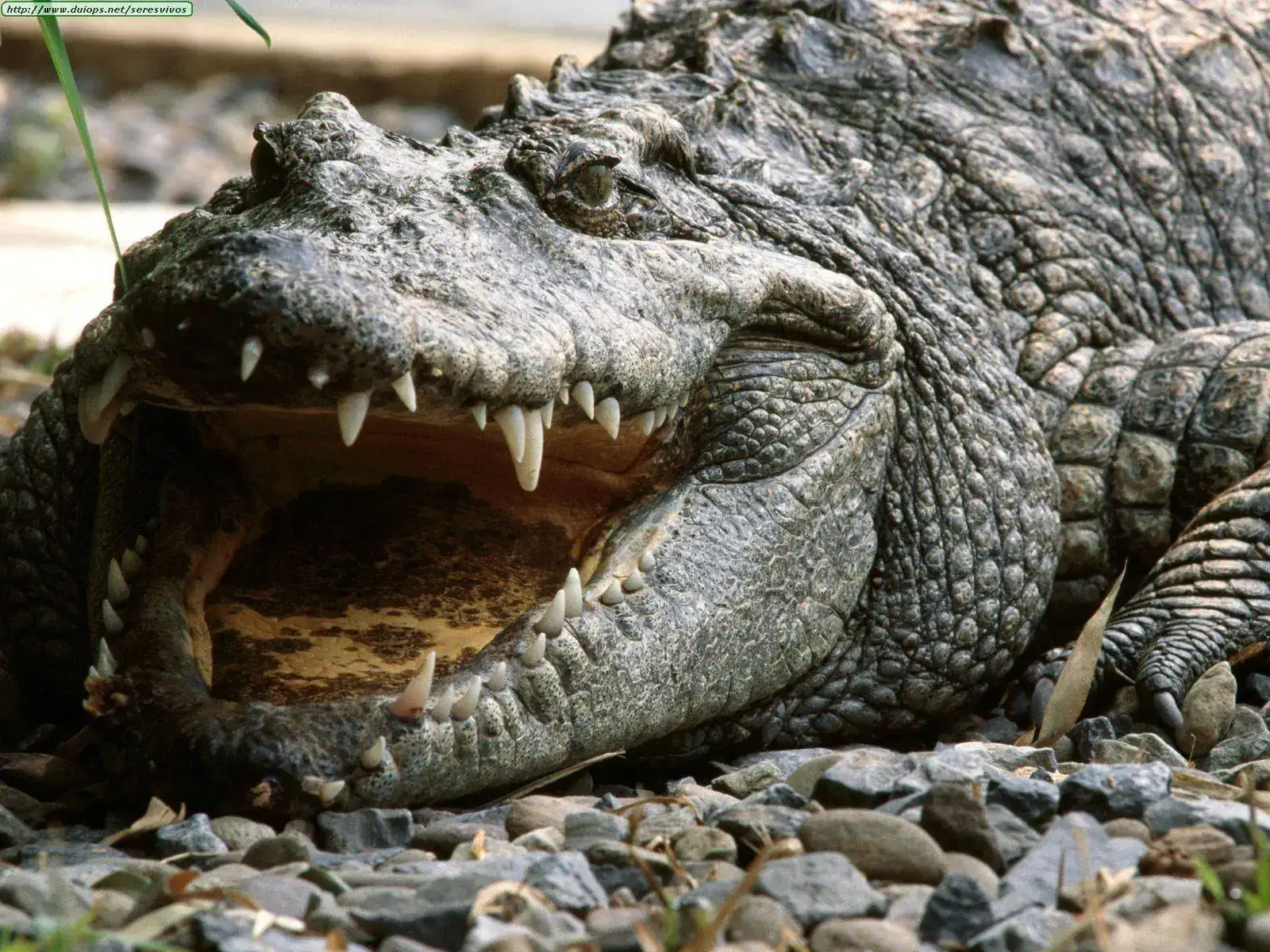 Siamese%252520Crocodile%252C%252520Vietnam.webp
