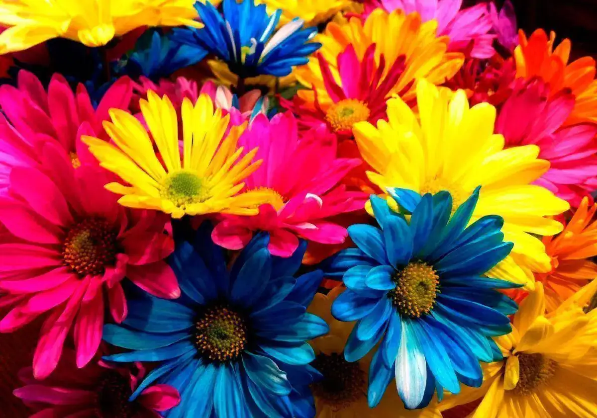 significado-color-flores.webp