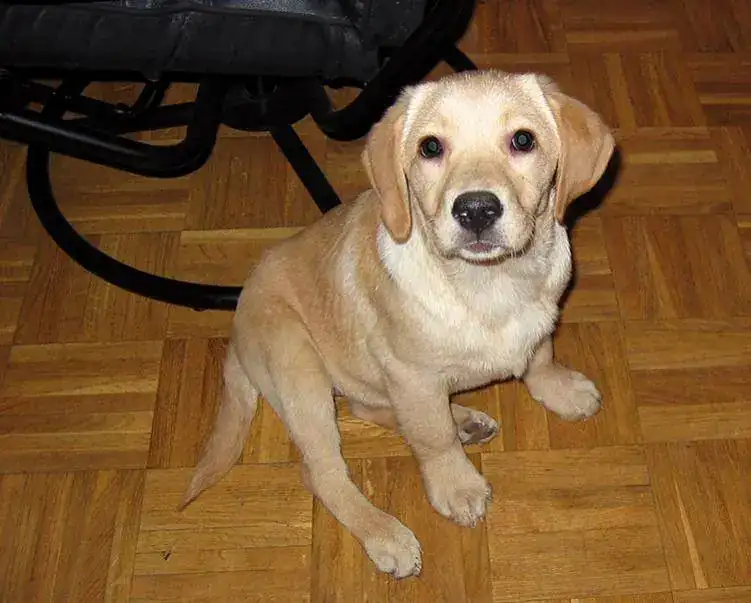 Simba 003.webp