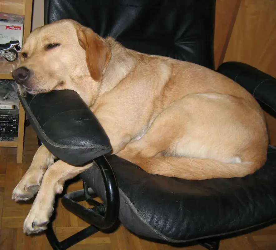 Simba 2.webp