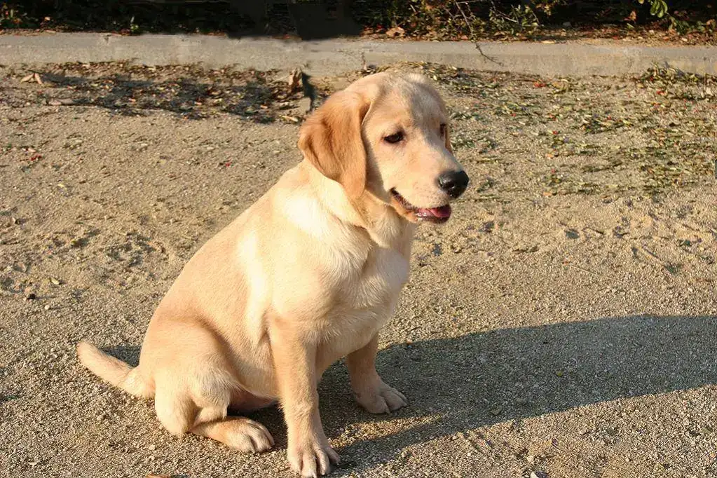 Simba 9.webp