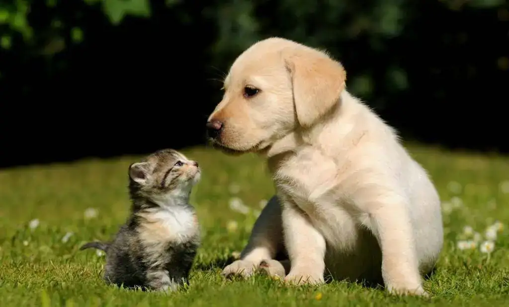 Sin comentarios.webp