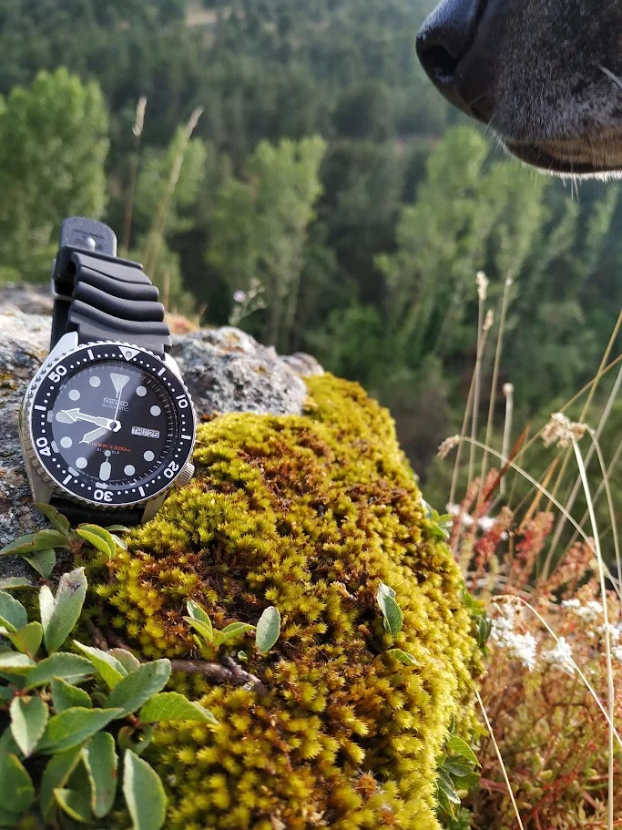 skx.webp