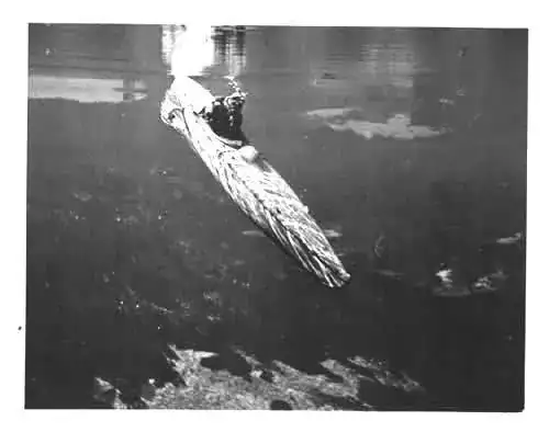 Sleeping_beauty_underwater.webp