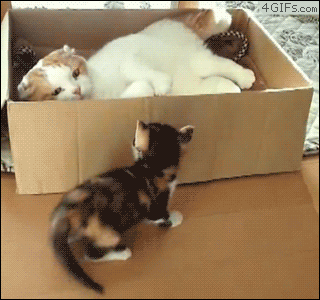 slide_355109_3892126_free.gif
