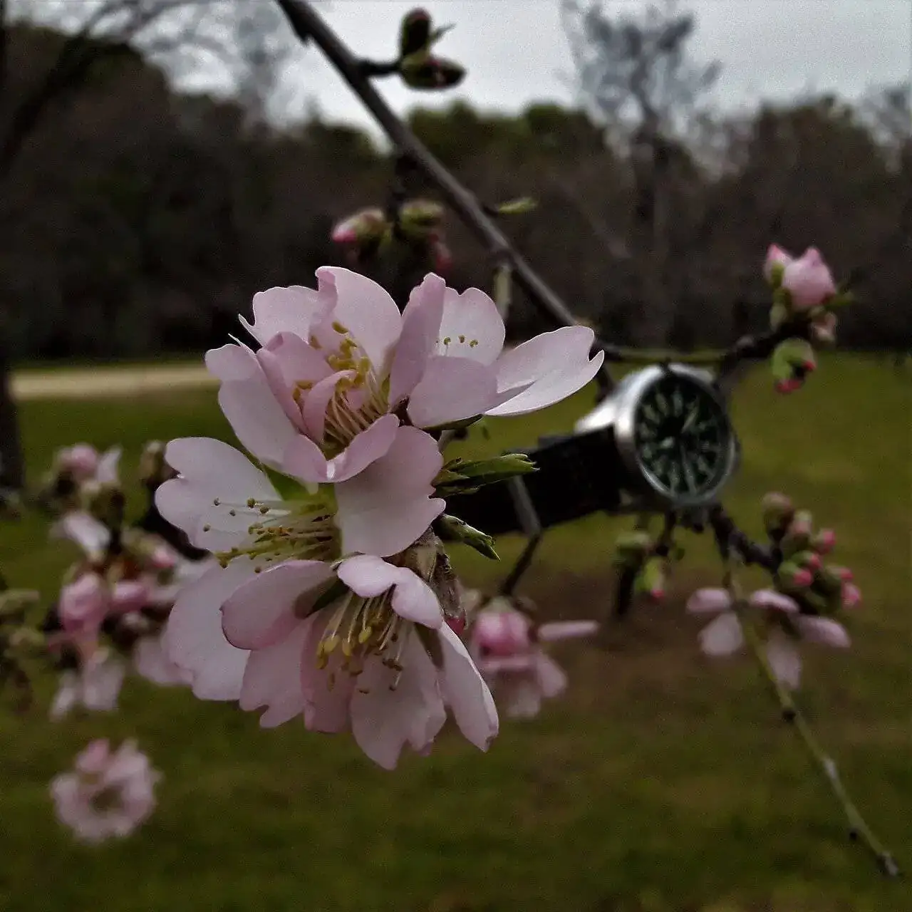 SM Almendro.webp