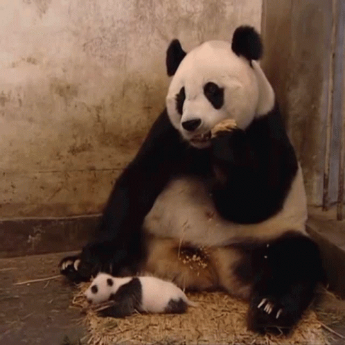 sneezing-panda.gif