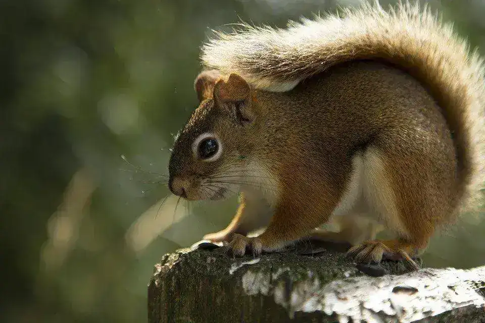 squirrel-2307816_960_720.webp