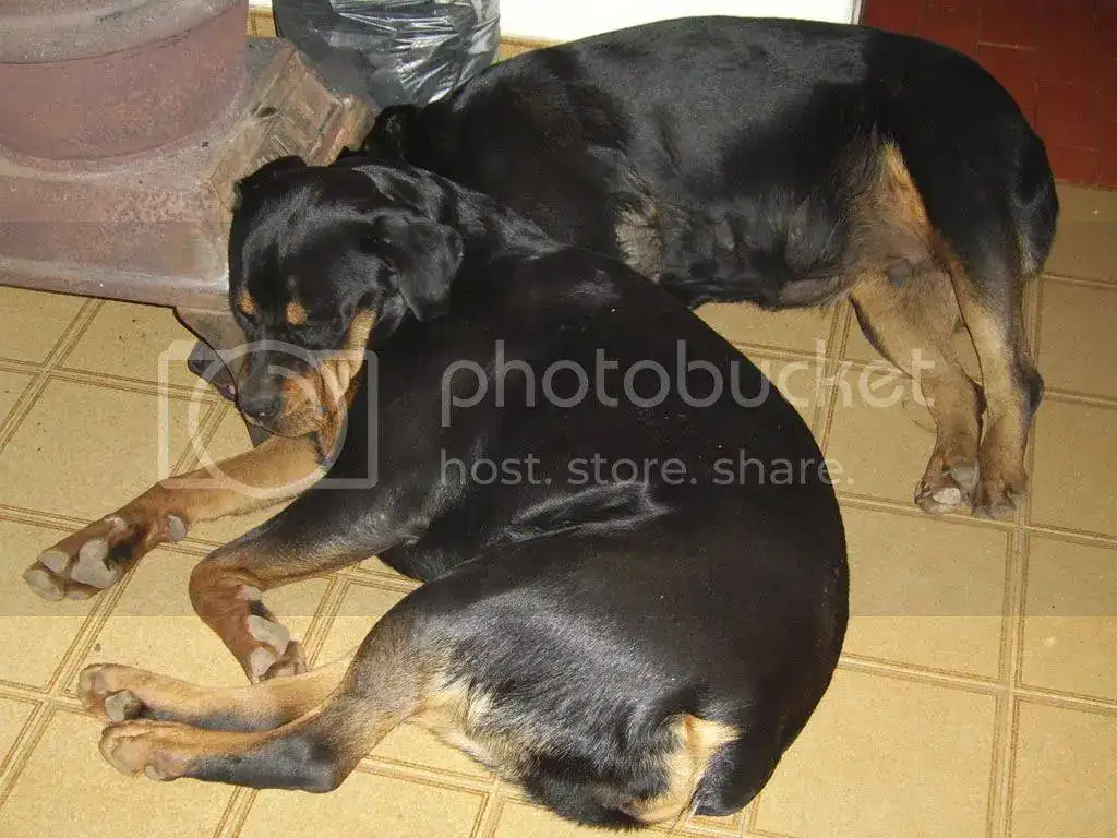 SSA48060.webp